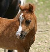 Mocha's CC Litonya Gold